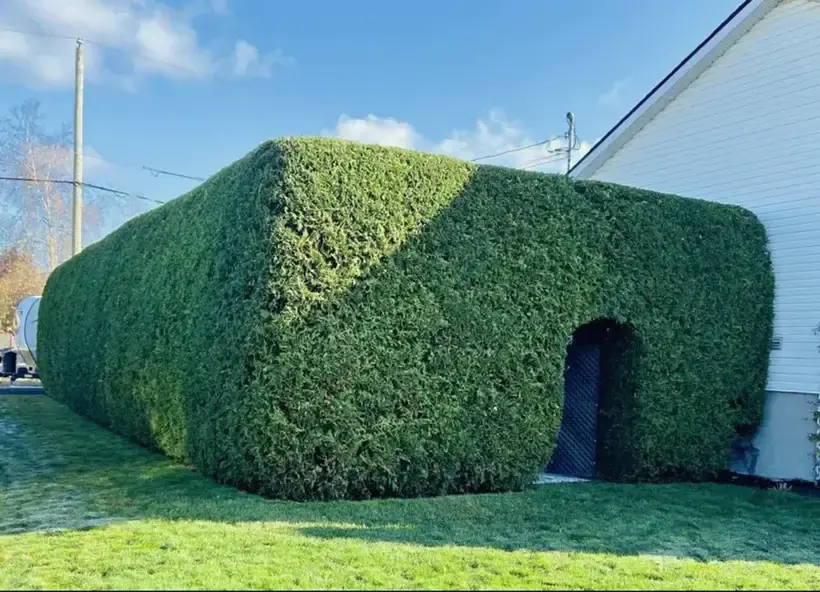 Haie de cèdres taillée avec une arche